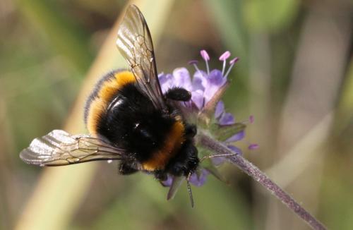 Bombus sp.